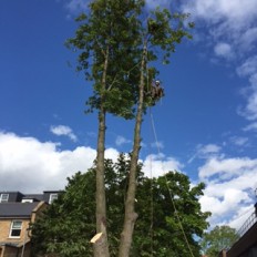 A large horse chestnut dismantle and fell at a school in North London.