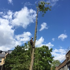 A large horse chestnut dismantle and fell at a school in North London.